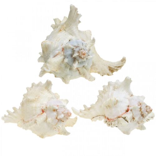 Prodotto Conchiglia Chicoreus ramosus 16cm 3 pz