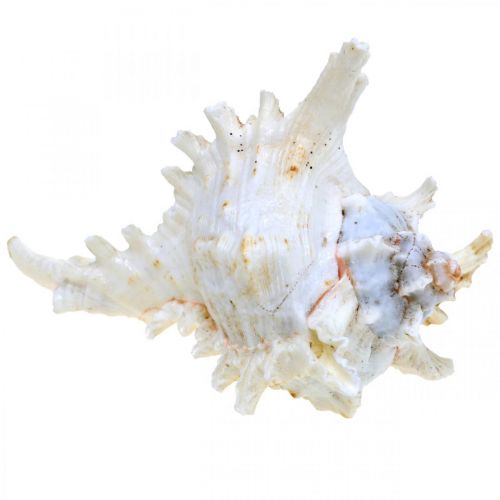Prodotto Conchiglia Chicoreus ramosus 16cm 3 pz
