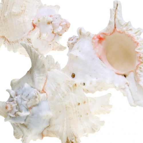 Prodotto Conchiglia Chicoreus ramosus 16cm 3 pz