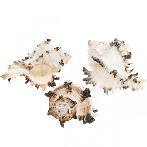 Floristik24 Deco gusci di lumaca rigato, lumache di mare decorazione naturale 1kg