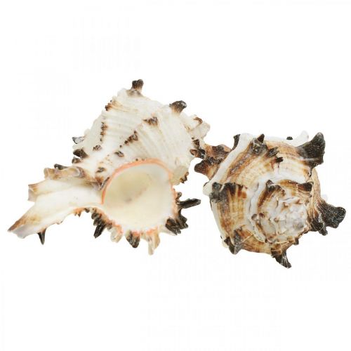 Floristik24 Deco gusci di lumaca rigato, lumache di mare decorazione naturale 1kg