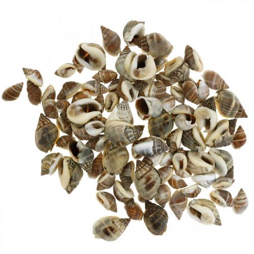 Floristik24 Decorazione naturale, gusci di lumaca naturale 1–2 cm, decorazione conchiglia 1 kg