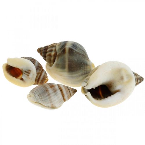 Floristik24 Decorazione naturale, gusci di lumaca naturale 1–2 cm, decorazione conchiglia 1 kg