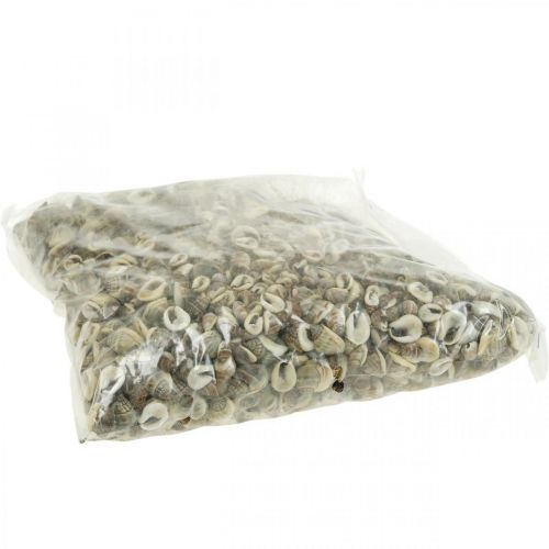Floristik24 Decorazione naturale, gusci di lumaca naturale 1–2 cm, decorazione conchiglia 1 kg