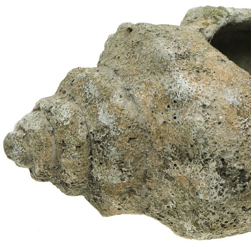 Floristik24 Guscio per piantare L40cm