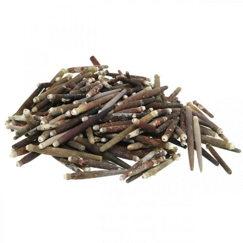 Prodotto Conchiglie decorative Spine di riccio, spine di riccio di mare, decorazione marittima L3–8cm 450g