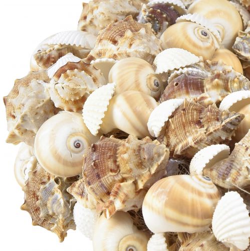 Floristik24 Ghirlanda di conchiglie Ghirlanda di lumache da appendere in cocco naturale Ø25cm