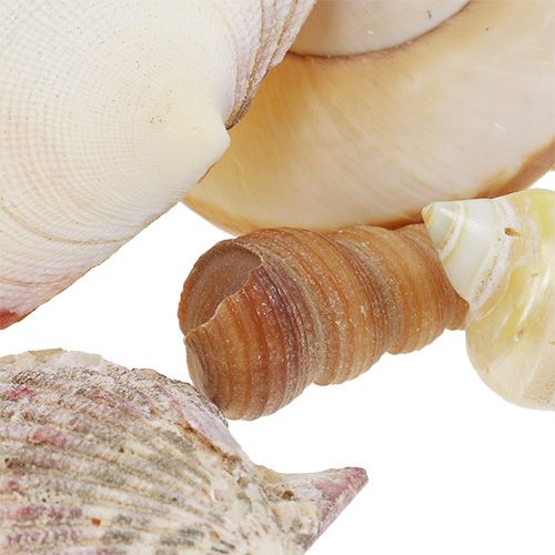 Floristik24 Shell mix in un cestino 16 cm x 16 cm