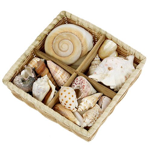 Floristik24 Shell mix in un cestino 16 cm x 16 cm