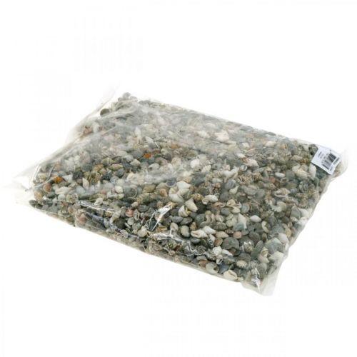 Floristik24 Gusci di lumaca decorativi mini natura mix decorazione marittima 1kg