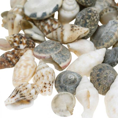 Floristik24 Gusci di lumaca decorativi mini natura mix decorazione marittima 1kg