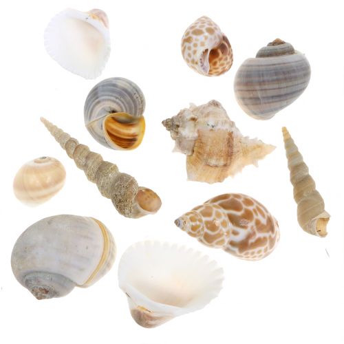 Floristik24 Shell mix naturale 500g