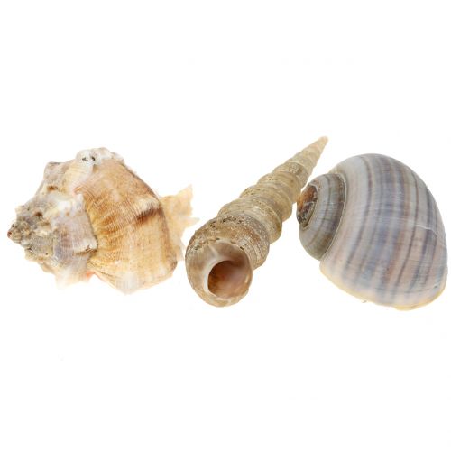 Floristik24 Shell mix naturale 500g