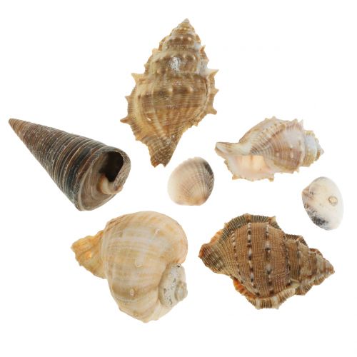 Floristik24 Assortimento di conchiglie naturali 500g