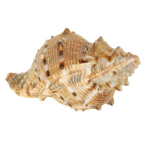 Floristik24 Assortimento di conchiglie naturali 500g