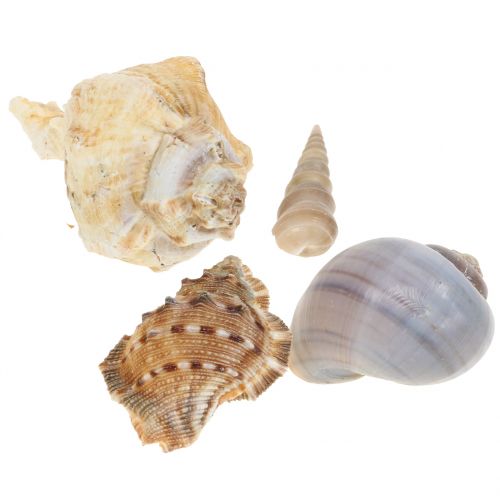 Floristik24 Mix di cozze natura 500g