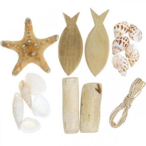 Floristik24 DIY-Box Maritime Set di decorazioni in legno di conchiglie naturali assortite