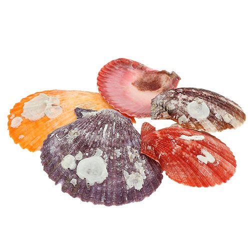 Floristik24 Shell mix nella rete 200g