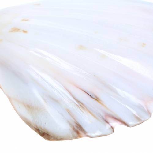 Floristik24 Capesante decorazione conchiglia lucida 12-13 cm 4 pz