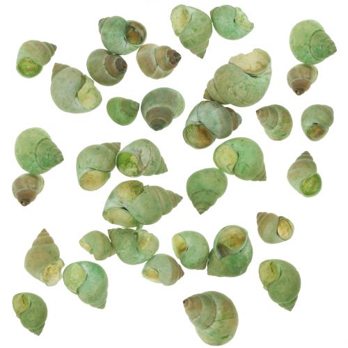 Floristik24 Assortimento di gusci di lumaca verde 1kg