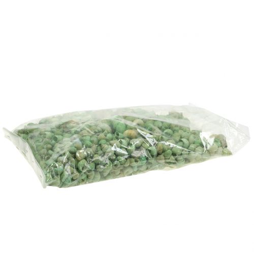 Floristik24 Assortimento di gusci di lumaca verde 1kg
