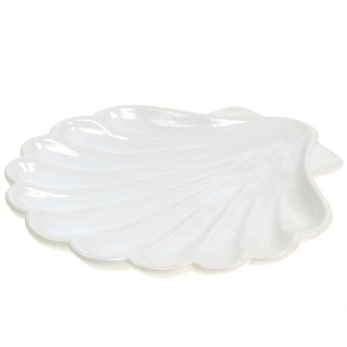 Floristik24 Guscio decorativo Shell bianco 15 cm x 16 cm 3 pezzi