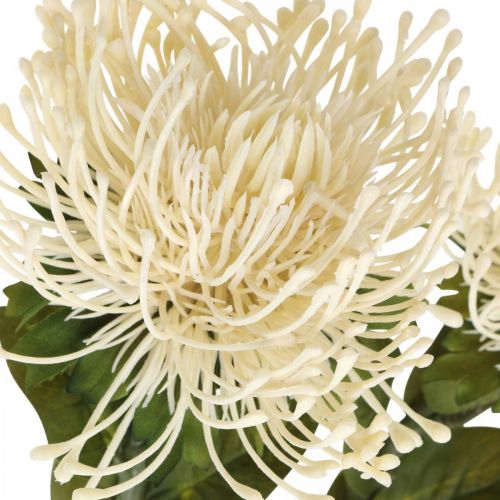 Prodotto Puntaspilli fiori artificiali esotici Protea Leucospermum crema 73 cm 3 pezzi
