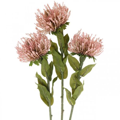 Floristik24 Puntaspilli fiore autunnale artificiale Protea Rosa Leucospermum 73 cm 3 pezzi