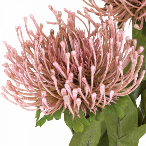 Floristik24 Puntaspilli fiore autunnale artificiale Protea Rosa Leucospermum 73 cm 3 pezzi