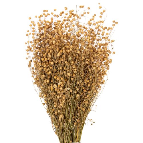 Floristik24 Erbe di lino essiccate naturali per composizioni floreali secche Linum Natur 60cm 180g