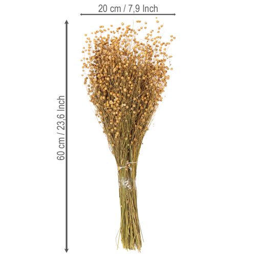 Prodotto Erbe di lino essiccate naturali per composizioni floreali secche Linum Natur 60cm 180g