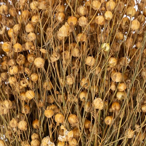 Prodotto Erbe di lino essiccate naturali per composizioni floreali secche Linum Natur 60cm 180g