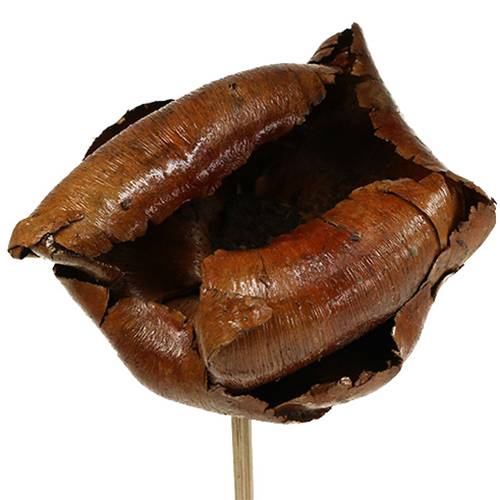 Prodotto Fiore naturale, coppa di palma su stelo naturale 25 pz