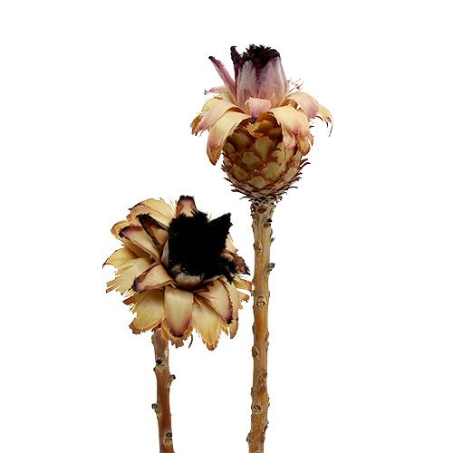 Nerifolia Germoglio 25pz