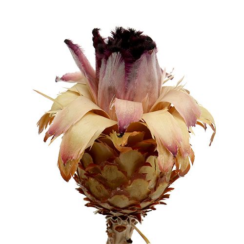 Nerifolia Germoglio 25pz
