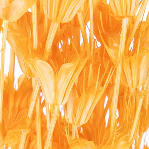 Prodotto Composizione di fiori secchi di Nigella per un uso duraturo. Elegante e accattivante. 70 cm, 50 g.