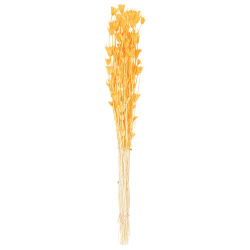 Prodotto Composizione di fiori secchi di Nigella per un uso duraturo. Elegante e accattivante. 70 cm, 50 g.