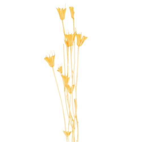 Prodotto Composizione di fiori secchi di Nigella per un uso duraturo. Elegante e accattivante. 70 cm, 50 g.