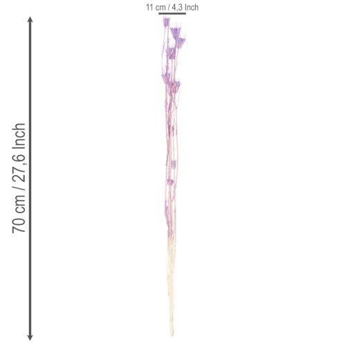 Prodotto Bouquet di fiori secchi di Nigella, uso decorativo nel soggiorno, crea un'atmosfera unica, 70 cm, 50 g