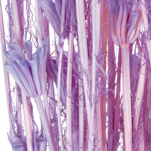 Prodotto Bouquet di fiori secchi di Nigella, uso decorativo nel soggiorno, crea un'atmosfera unica, 70 cm, 50 g