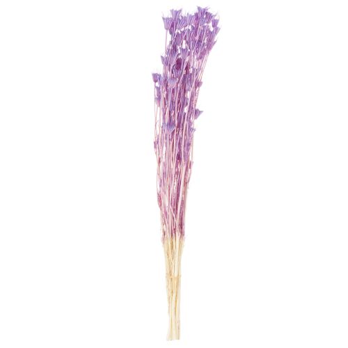 Prodotto Bouquet di fiori secchi di Nigella, uso decorativo nel soggiorno, crea un'atmosfera unica, 70 cm, 50 g