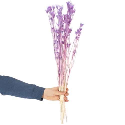 Prodotto Bouquet di fiori secchi di Nigella, uso decorativo nel soggiorno, crea un'atmosfera unica, 70 cm, 50 g