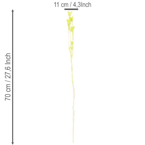 Prodotto Fiori di Nigella secchi, affascinante decorazione naturale per la casa, 70 cm, 50 g