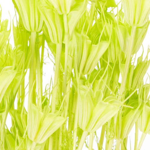 Prodotto Fiori di Nigella secchi, affascinante decorazione naturale per la casa, 70 cm, 50 g