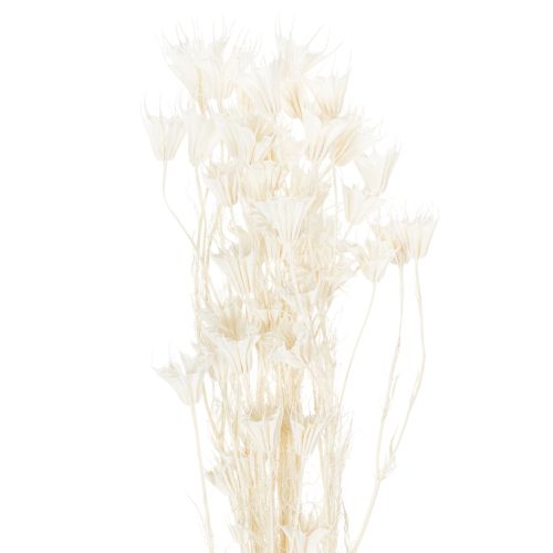 Fiori di Nigella secchi, mazzo di elegante decorazione naturale per interni esclusivi, 70 cm, 50 g