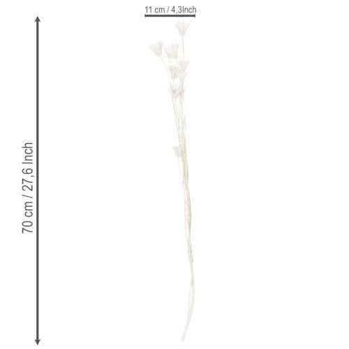 Prodotto Fiori di Nigella secchi, mazzo di elegante decorazione naturale per interni esclusivi, 70 cm, 50 g