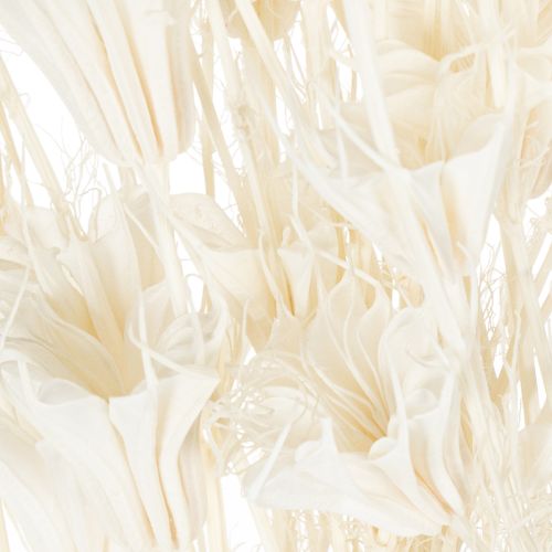 Prodotto Fiori di Nigella secchi, mazzo di elegante decorazione naturale per interni esclusivi, 70 cm, 50 g