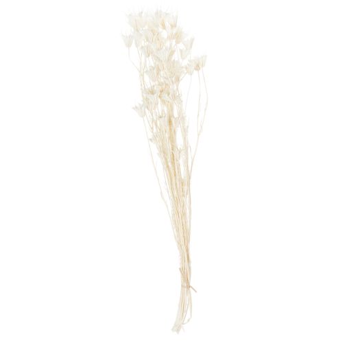 Prodotto Fiori di Nigella secchi, mazzo di elegante decorazione naturale per interni esclusivi, 70 cm, 50 g