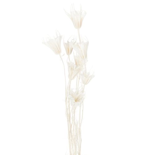Prodotto Fiori di Nigella secchi, mazzo di elegante decorazione naturale per interni esclusivi, 70 cm, 50 g