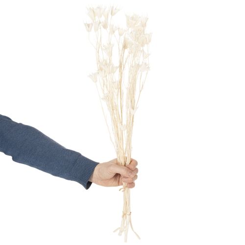 Prodotto Fiori di Nigella secchi, mazzo di elegante decorazione naturale per interni esclusivi, 70 cm, 50 g